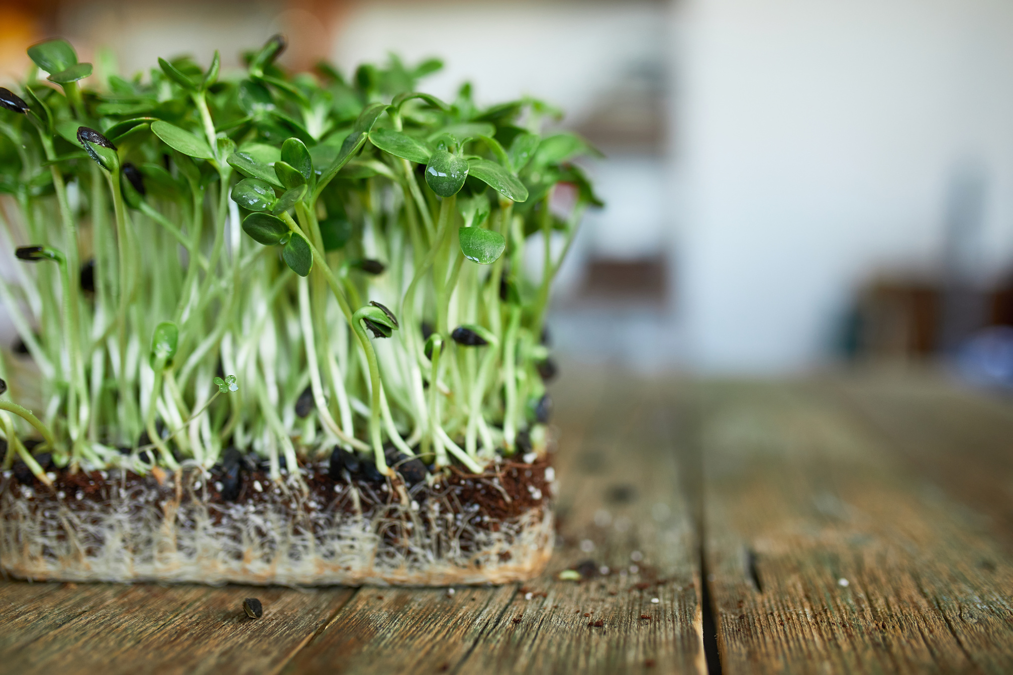 Closeup of Sunflower Microgreens